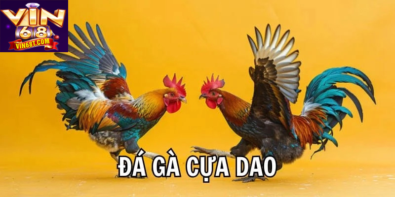 Khám phá nét đặc trưng truyền thống trong những trận đá gà cựa dao