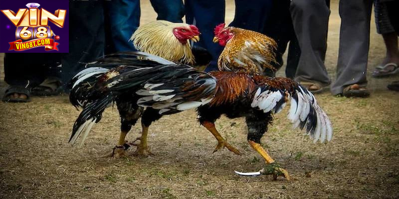 Trải nghiệm kịch tính và gay cấn trong từng trận đá gà cựa dao
